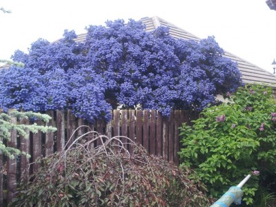 Californian lilac.jpg