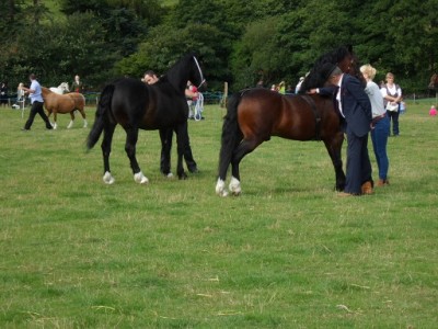 Welsh cob judging.jpg