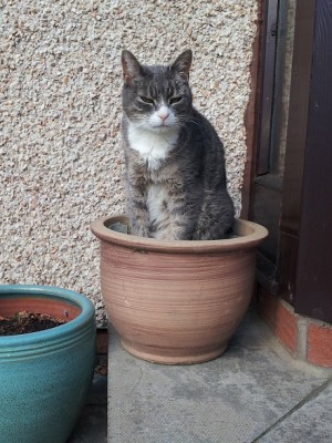 Potted Cat.jpg