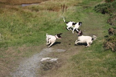 Dogs and ball2.jpg