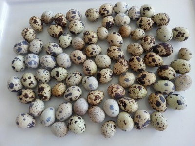 Quail eggs in my garden.jpg