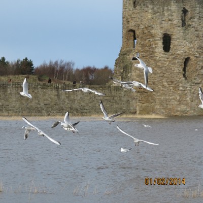 Seagulls in Flint.jpg