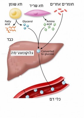 gluconeogenesis.jpg