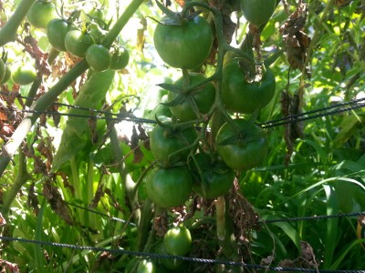 Cherry-tomatoes.jpg