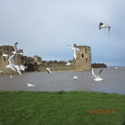 Seagulls flint3.jpg